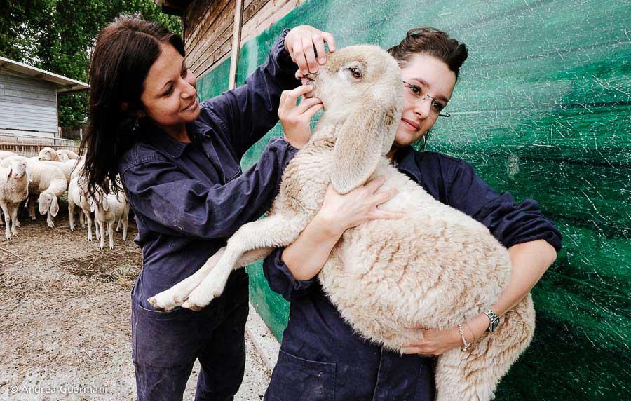 Students - Veterinary Medicine