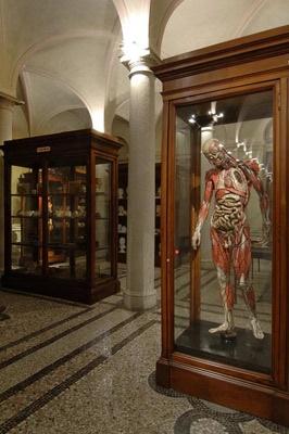 Hall of the Museum of Human Anatomy “Luigi Rolando”