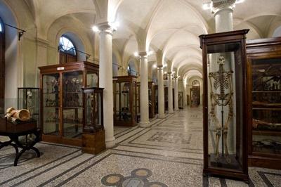 Hall of the Museum of Human Anatomy “Luigi Rolando”
