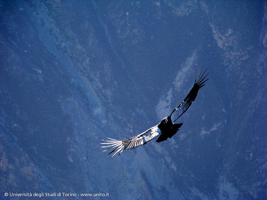 Perù - Cruz del Condor
