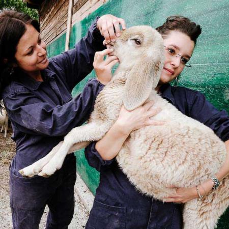 Students - Veterinary Medicine