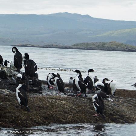 Argentina - Terra del Fuoco: pinguini nel Canale di Beagle