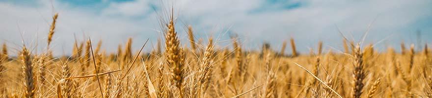 Corn field