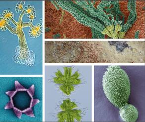 Exhibition "Amazing Microorganisms" Exhibition "Amazing Microorganisms"