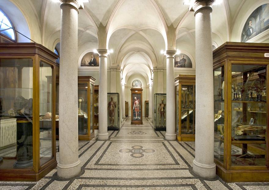 Museum of Human Anatomy “L. Rolando”