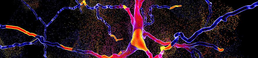 Nervous System
