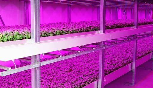 Horticolture